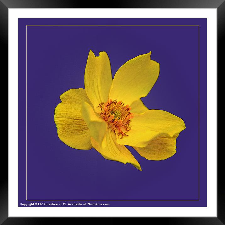Yellow Globe Flower on Blue Framed Mounted Print by LIZ Alderdice
