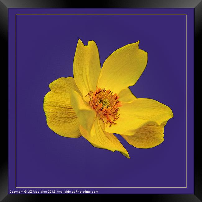 Yellow Globe Flower on Blue Framed Print by LIZ Alderdice
