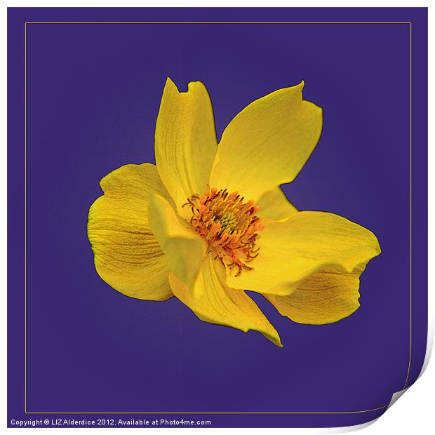 Yellow Globe Flower on Blue Print by LIZ Alderdice