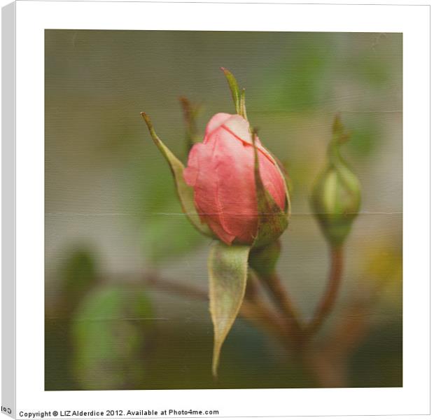 Pink Rose Bud Canvas Print by LIZ Alderdice
