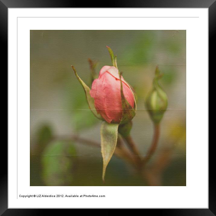 Pink Rose Bud Framed Mounted Print by LIZ Alderdice