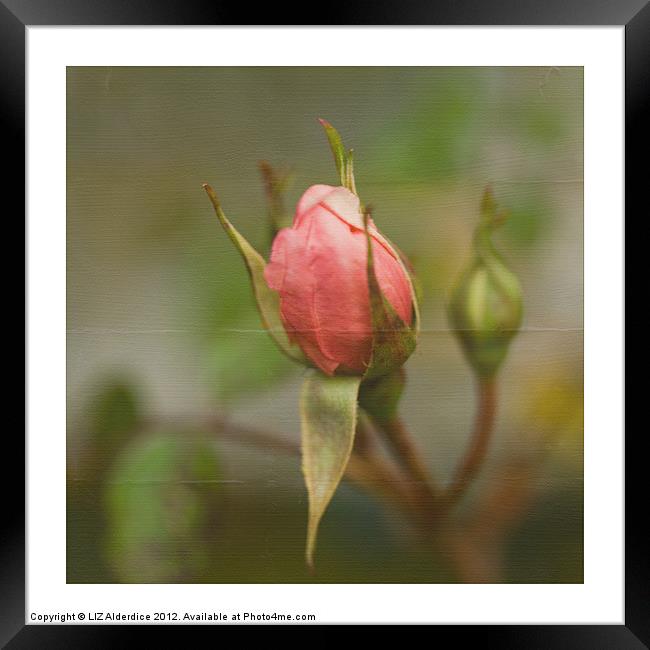 Pink Rose Bud Framed Print by LIZ Alderdice