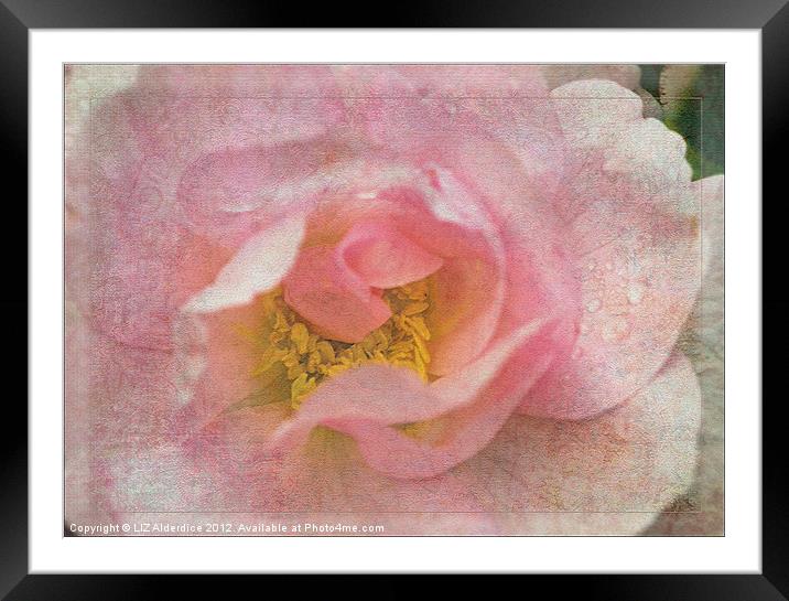 Old English Rose Framed Mounted Print by LIZ Alderdice