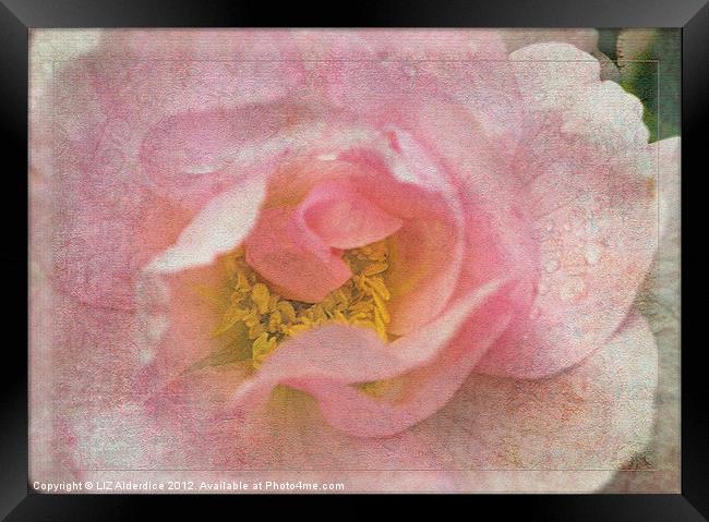 Old English Rose Framed Print by LIZ Alderdice
