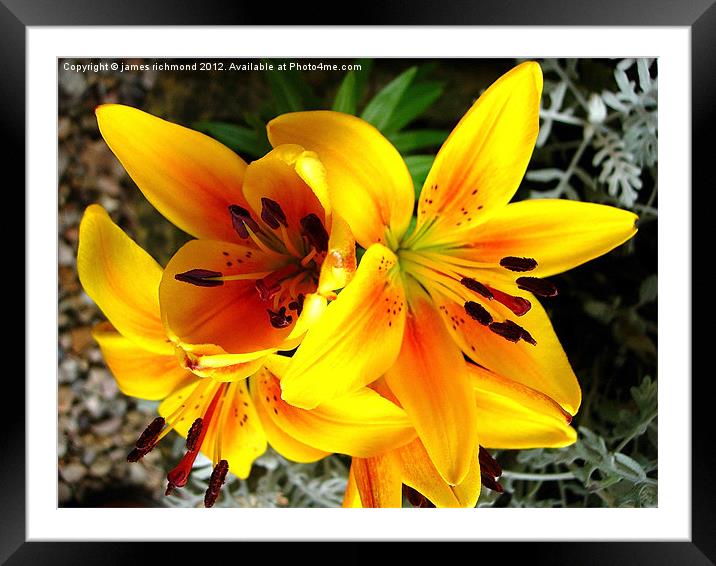 Asiatic Lily Hybrid - 1 Framed Mounted Print by james richmond