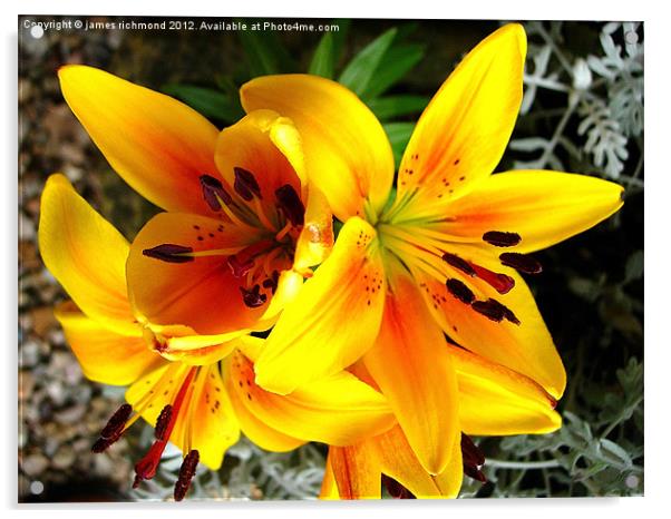 Asiatic Lily Hybrid - 1 Acrylic by james richmond