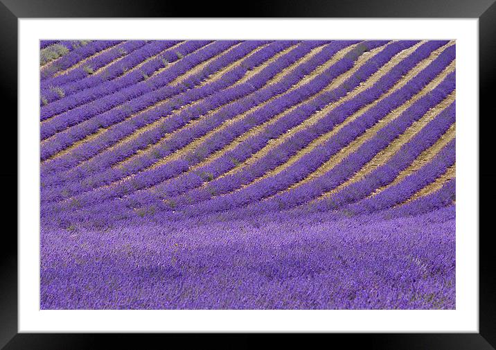 Field of Lavender Framed Mounted Print by Dawn Cox