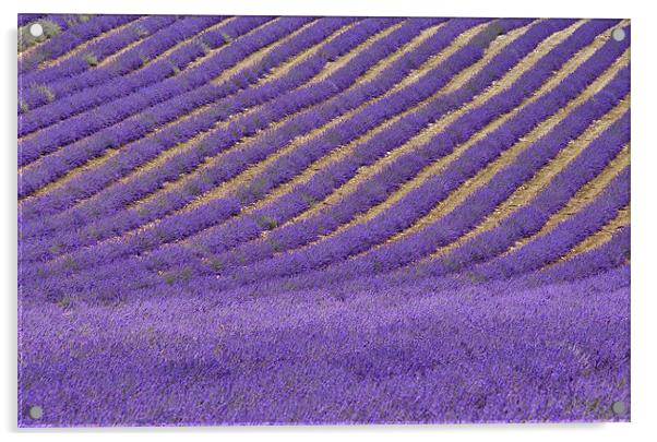 Field of Lavender Acrylic by Dawn Cox