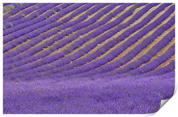 Field of Lavender Print by Dawn Cox