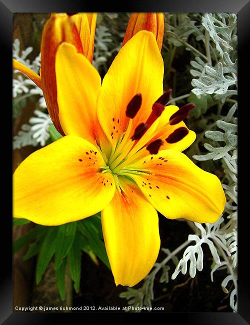 Asiatic Lily Hybrid - 2 Framed Print by james richmond