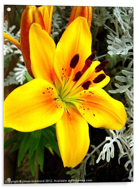 Asiatic Lily Hybrid - 2 Acrylic by james richmond