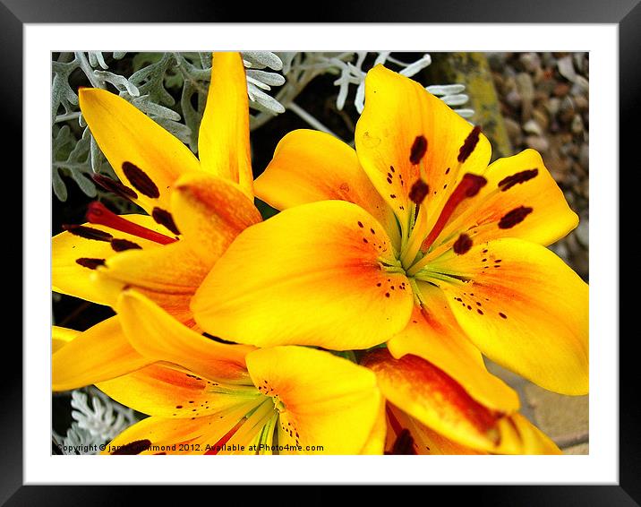 Asiatic Lily Hybrid - 3 Framed Mounted Print by james richmond