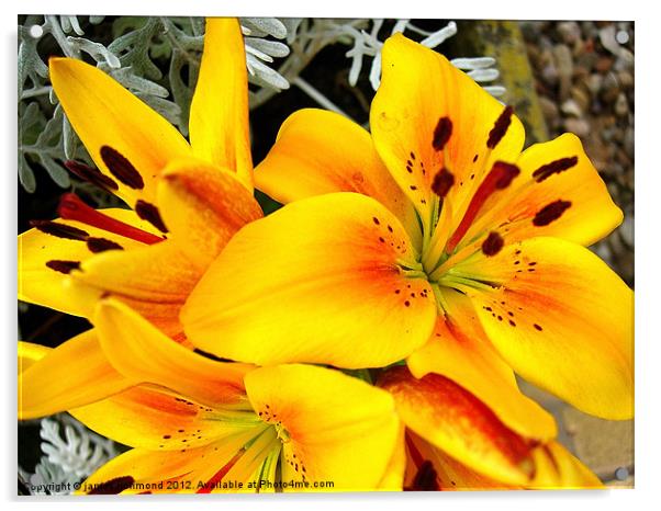 Asiatic Lily Hybrid - 3 Acrylic by james richmond