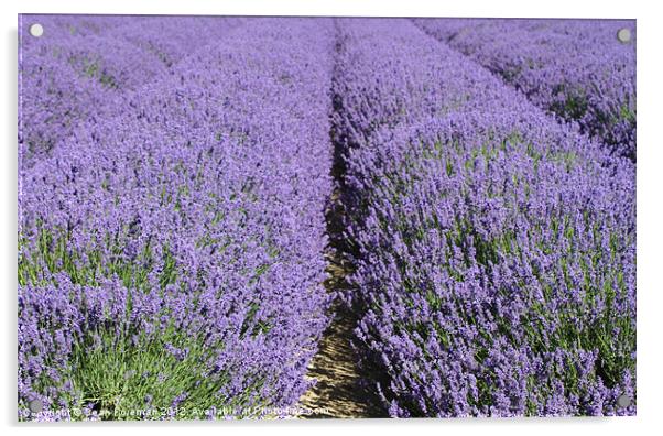 Lavender Fields Acrylic by Sean Foreman
