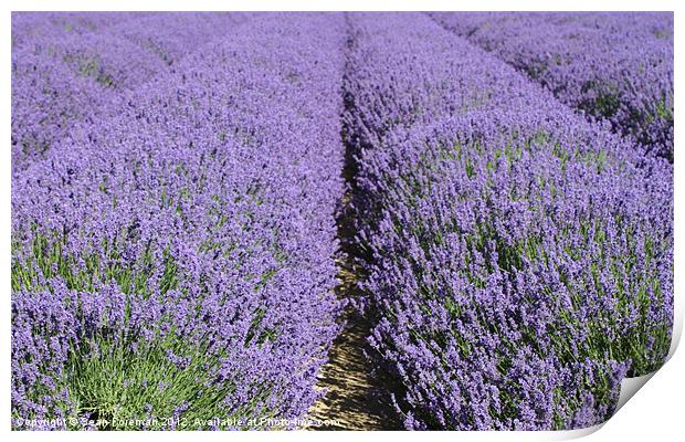 Lavender Fields Print by Sean Foreman