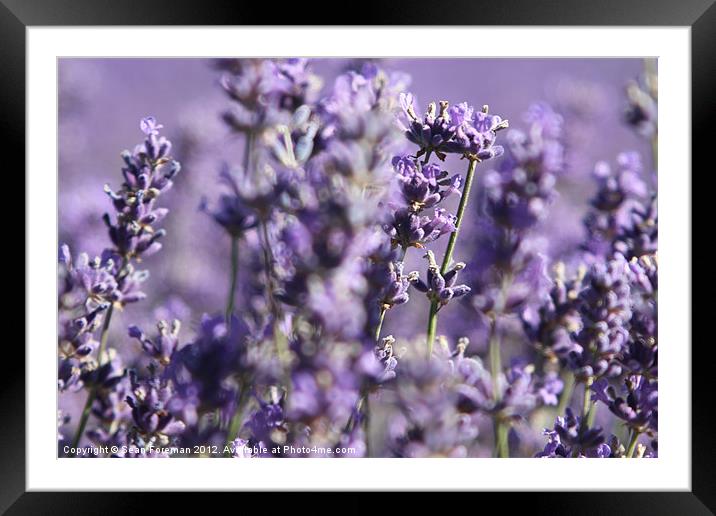 Lavender Fields Framed Mounted Print by Sean Foreman
