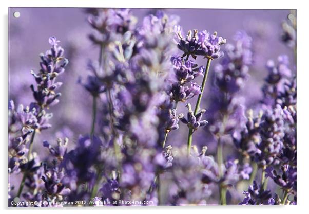 Lavender Fields Acrylic by Sean Foreman