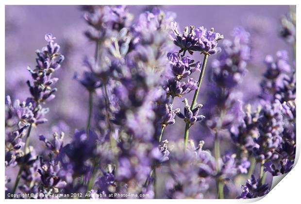 Lavender Fields Print by Sean Foreman