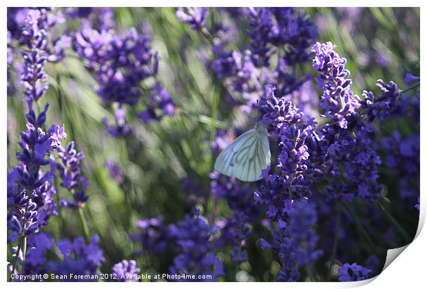 Butterfly on Lavender Print by Sean Foreman