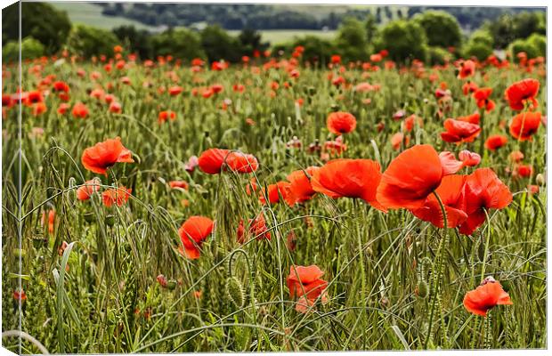 Poppy Field Canvas Print by Kevin Tate