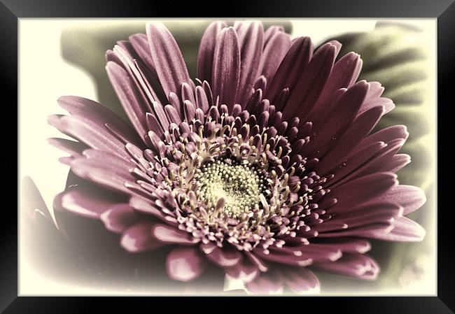 Pink Gerbera 3 Framed Print by Steve Purnell