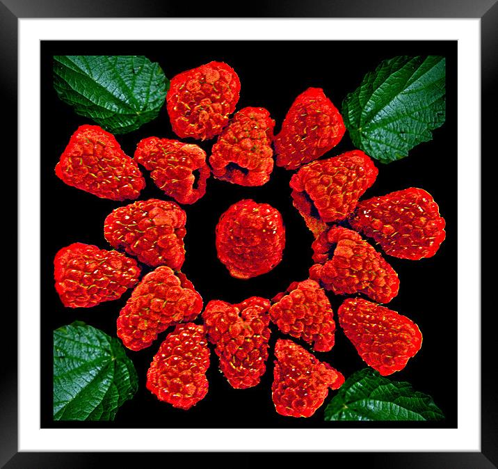 English Raspberries Framed Mounted Print by Derek Vines