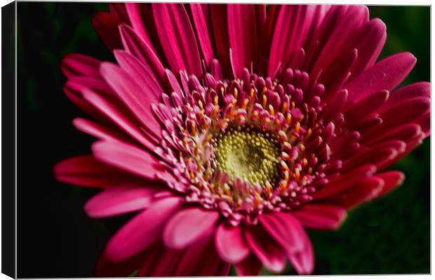 Radiant Pink Bloom Canvas Print by Steve Purnell