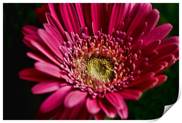 Radiant Pink Bloom Print by Steve Purnell