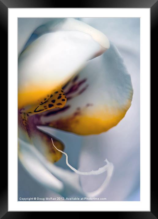 Ghost orchid Framed Mounted Print by Doug McRae