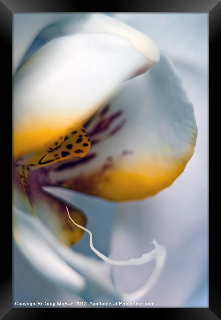 Ghost orchid Framed Print by Doug McRae