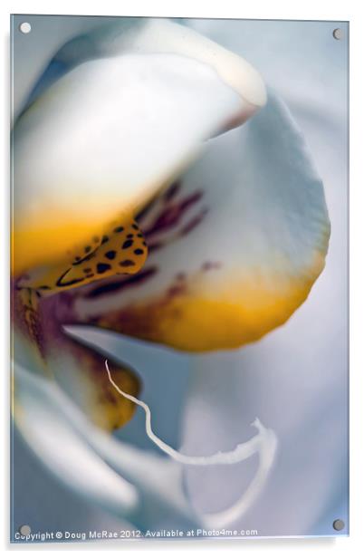 Ghost orchid Acrylic by Doug McRae