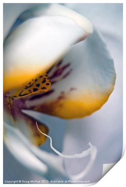 Ghost orchid Print by Doug McRae
