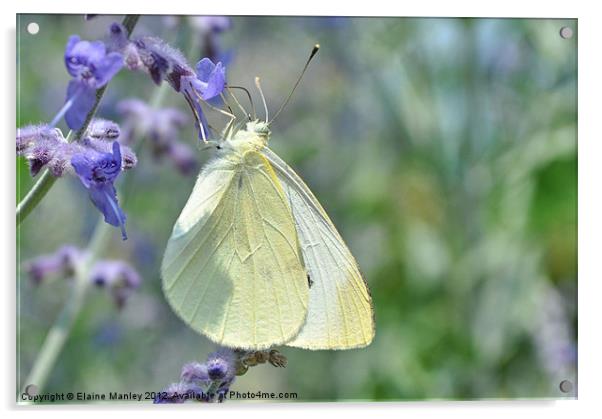 Cabbage White Butterfly Acrylic by Elaine Manley