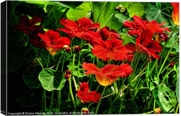Nasturtium Flower Garden Canvas Print by Elaine Manley