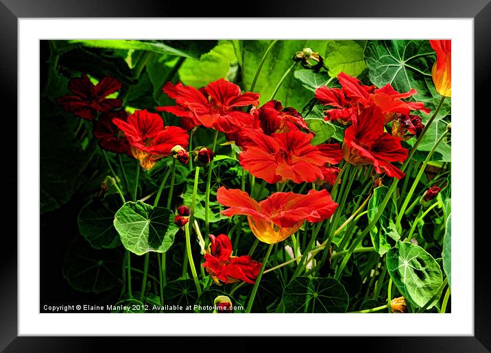Nasturtium Flower Garden Framed Mounted Print by Elaine Manley