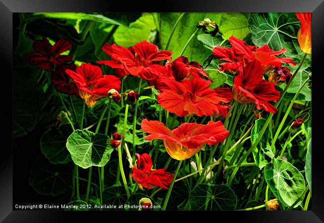 Nasturtium Flower Garden Framed Print by Elaine Manley
