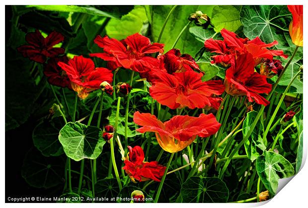 Nasturtium Flower Garden Print by Elaine Manley