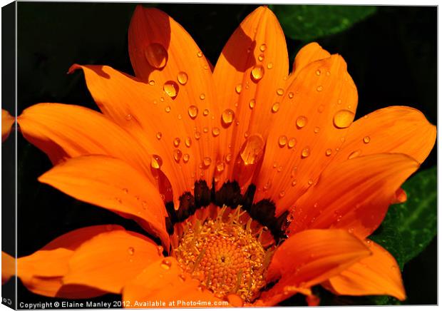 Flower with Water Drops Canvas Print by Elaine Manley