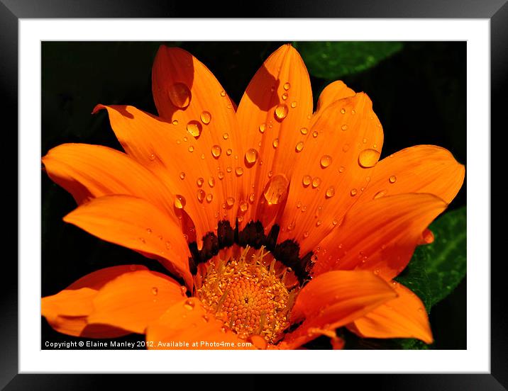 Flower with Water Drops Framed Mounted Print by Elaine Manley