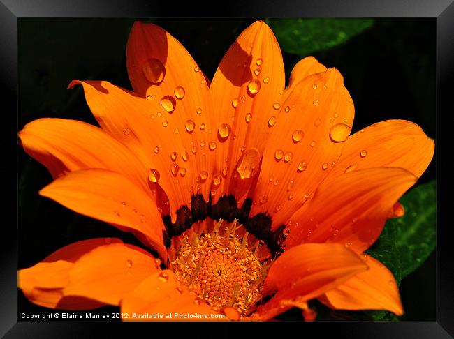 Flower with Water Drops Framed Print by Elaine Manley