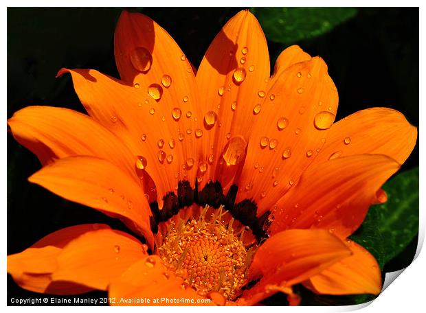 Flower with Water Drops Print by Elaine Manley