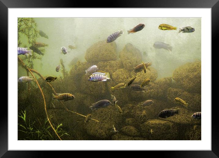 Deep down Framed Mounted Print by Maria Tzamtzi Photography