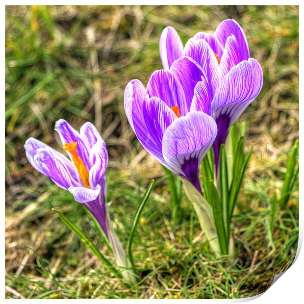 Spring Crocuses Print by Tom Gomez