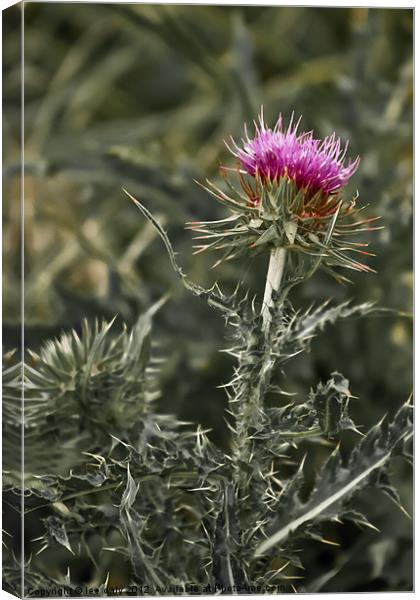 thistle Canvas Print by Lee Daly