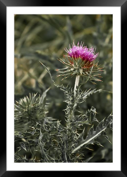 thistle Framed Mounted Print by Lee Daly