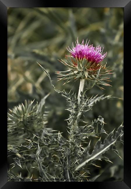 thistle Framed Print by Lee Daly