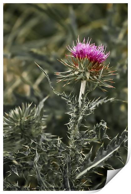 thistle Print by Lee Daly