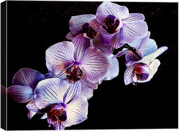 my orchid Canvas Print by elvira ladocki