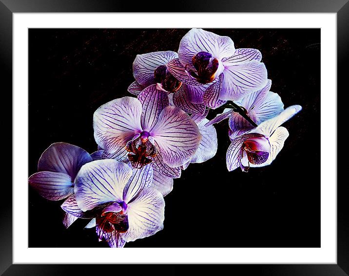 my orchid Framed Mounted Print by elvira ladocki