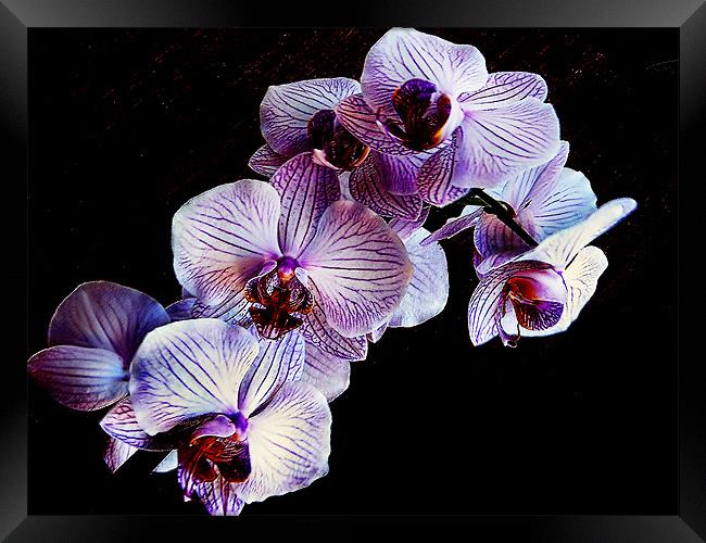 my orchid Framed Print by elvira ladocki